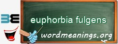 WordMeaning blackboard for euphorbia fulgens